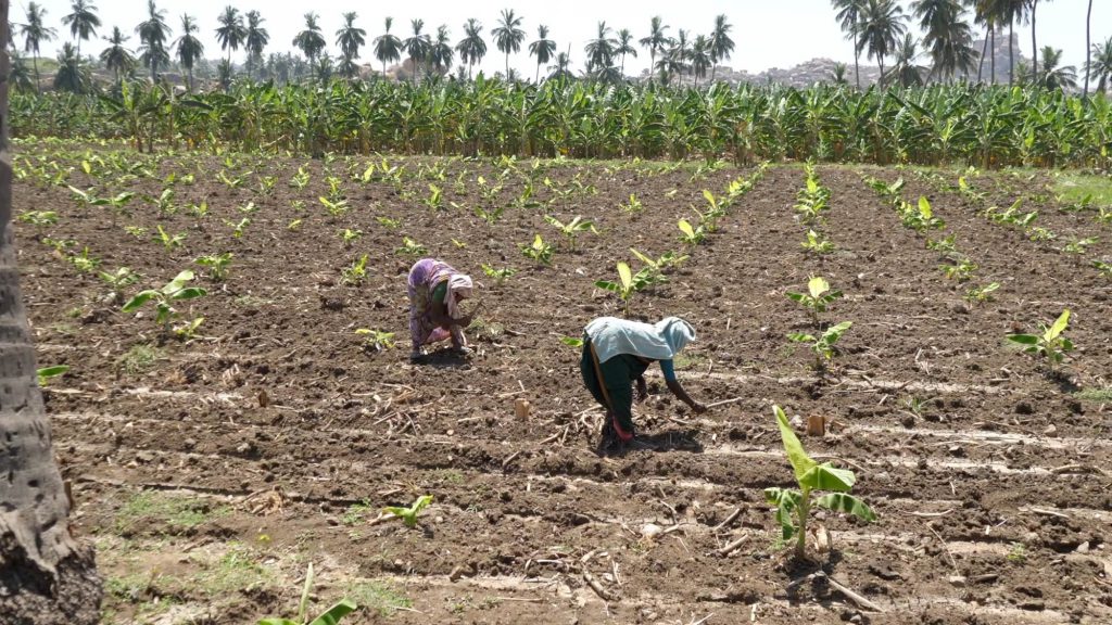India, Karnataka, Hampi, Traditional – Agriculture High-Quality Images & Videos The MCA Collection