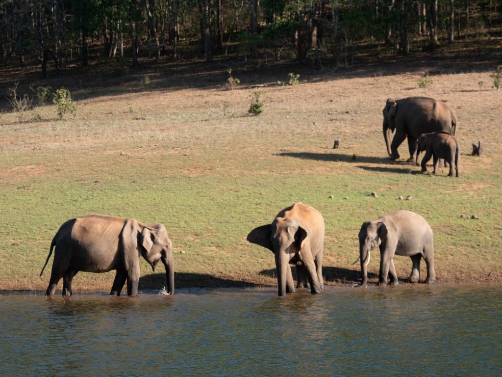 India, Kerala - Periyar Tiger Reserve | Nature & Wildlife Images & Videos | The MCA Collection