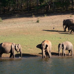 India, Kerala - Periyar Tiger Reserve | Nature & Wildlife Images & Videos | The MCA Collection