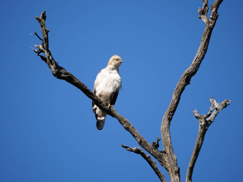 India, Uttarakand - Rajaji National Park | Nature & Wildlife Images & Videos | The MCA Collection