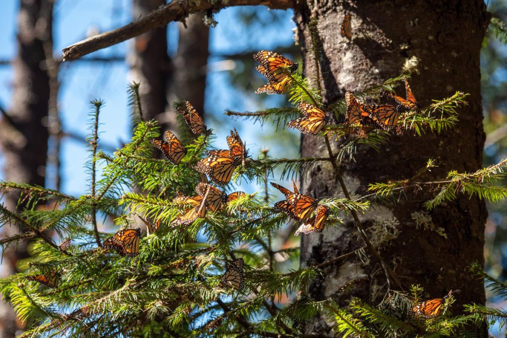 Mexico, Monarch butterflies | Nature & Wildlife Images & Videos | The MCA Collection