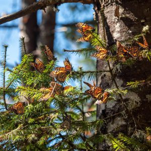Mexico, Monarch butterflies | Nature & Wildlife Images & Videos | The MCA Collection