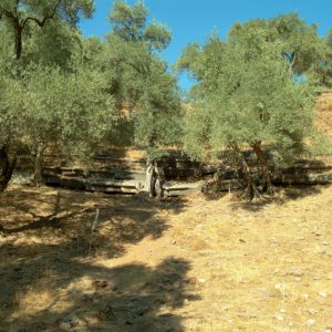 Turkey, Mugla, Euromos, Greek theatre High-Quality Images & Videos The MCA Collection