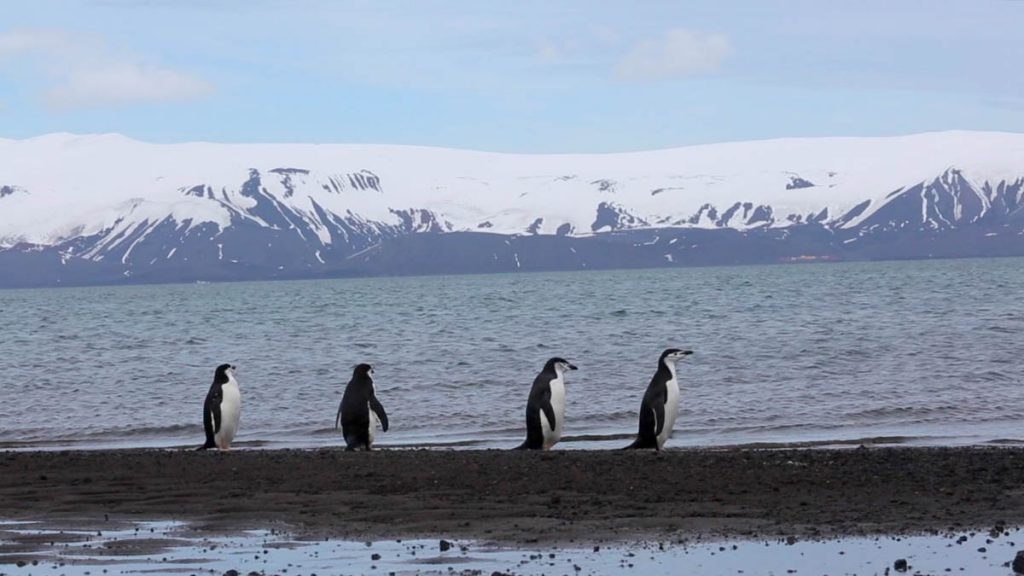 Antarctica, Antarctic Peninsula | Nature & Wildlife Images & Videos | The MCA Collection