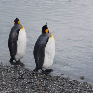 Antarctica, Antarctic peninsula, Deception and Livingstone Islands (00:04:14) Antarctica, Antarctic peninsula, Deception and Livingstone Islands (00:04:14) High-Quality Images & Videos The MCA Collection
