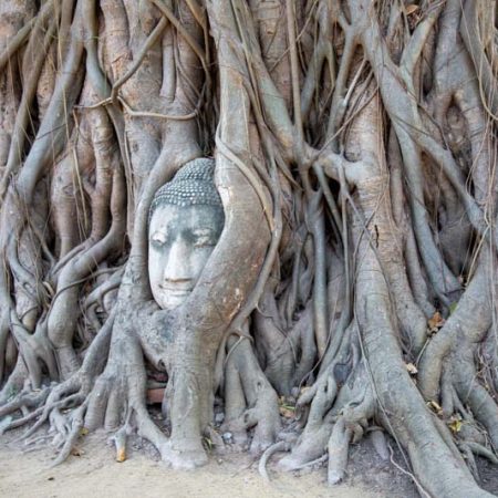 Thailand, Ayutthaya - Wat Mahathat (00:00:19)