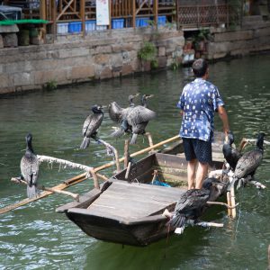 China, Tongli – Traditional Cormorant Fishing (00:01:25) High-Quality Images & Videos The MCA Collection