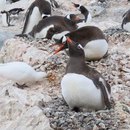 Falkland Islands, Saunders Island (00:06:55)