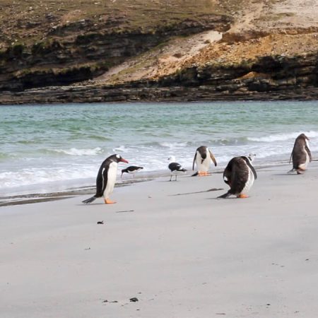 Falkland Islands, West Falkland, Caras Island (00:02:29)
