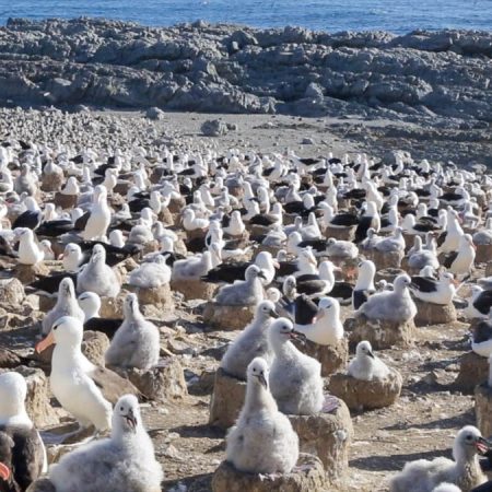 Falkland Islands, West Falkland | Nature & Wildlife Images & Videos | The MCA Collection
