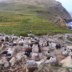 Falkland Islands, West Falkland, West Point Island | Nature & Wildlife Images & Videos | The MCA Collection