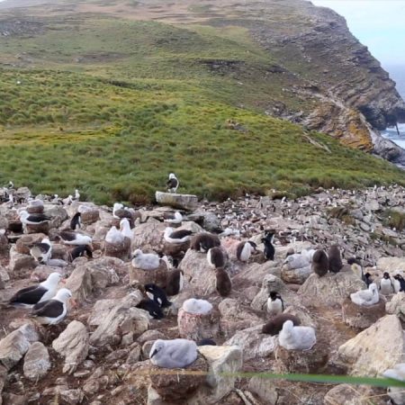 Falkland Islands, West Falkland, West Point Island | Nature & Wildlife Images & Videos | The MCA Collection