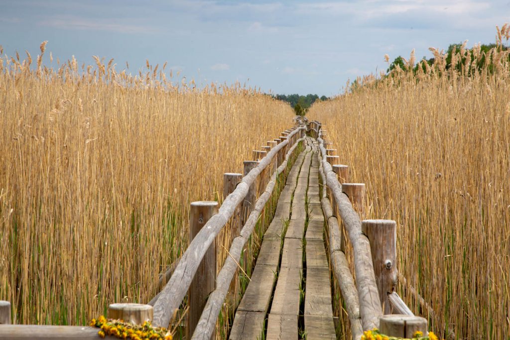 Latvia, Kemeri National Park (00:01:36) Latvia, Kemeri National Park | Nature & Wildlife Images & Videos | The MCA Collection