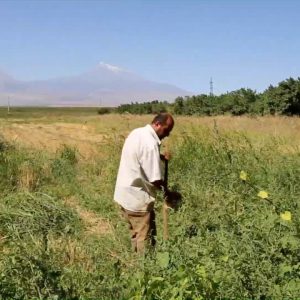 Armenia, Traditional – Agriculture High-Quality Images & Videos The MCA Collection