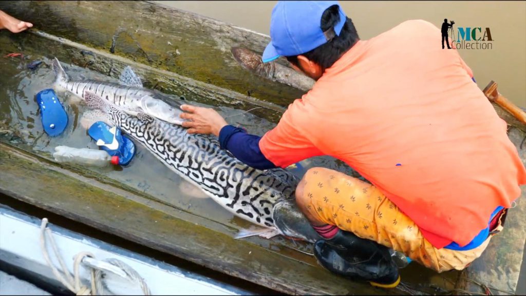 Peru, Traditional – Amazonas – fishing High-Quality Images & Videos The MCA Collection