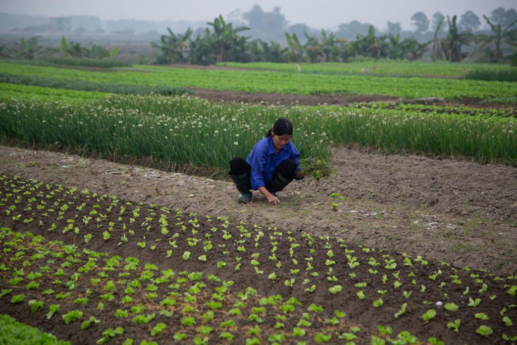 Vietnam, traditional work – agriculture High-Quality Images & Videos The MCA Collection