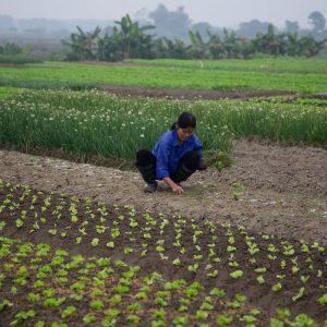 Vietnam, traditional work – agriculture High-Quality Images & Videos The MCA Collection