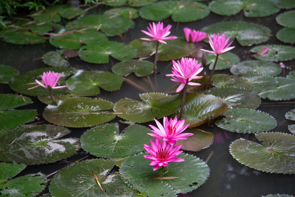 Vietnam, traditional work – gardens High-Quality Images & Videos The MCA Collection