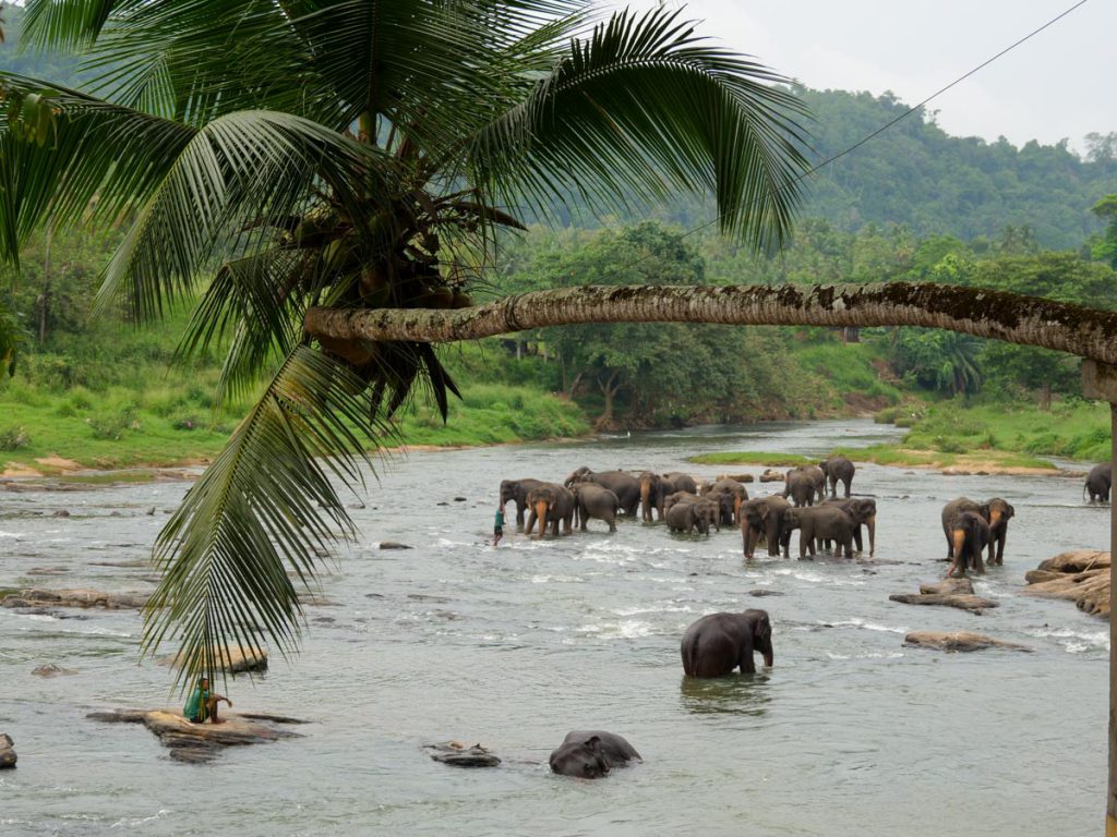 Sri Lanka, Pinnawala Elephant Orphanage (00:02:50) High-Quality Images & Videos The MCA Collection