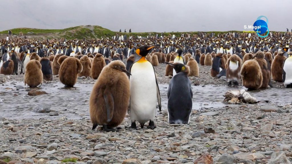 South Georgia Island, Fortuna Bay (00:06:54) South Georgia Island, Fortuna Bay (00:06:54) High-Quality Images & Videos The MCA Collection