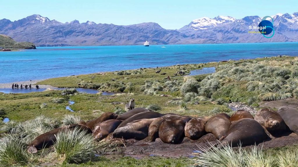 South Georgia Island, Grytviken (00:03:26) High-Quality Images & Videos The MCA Collection