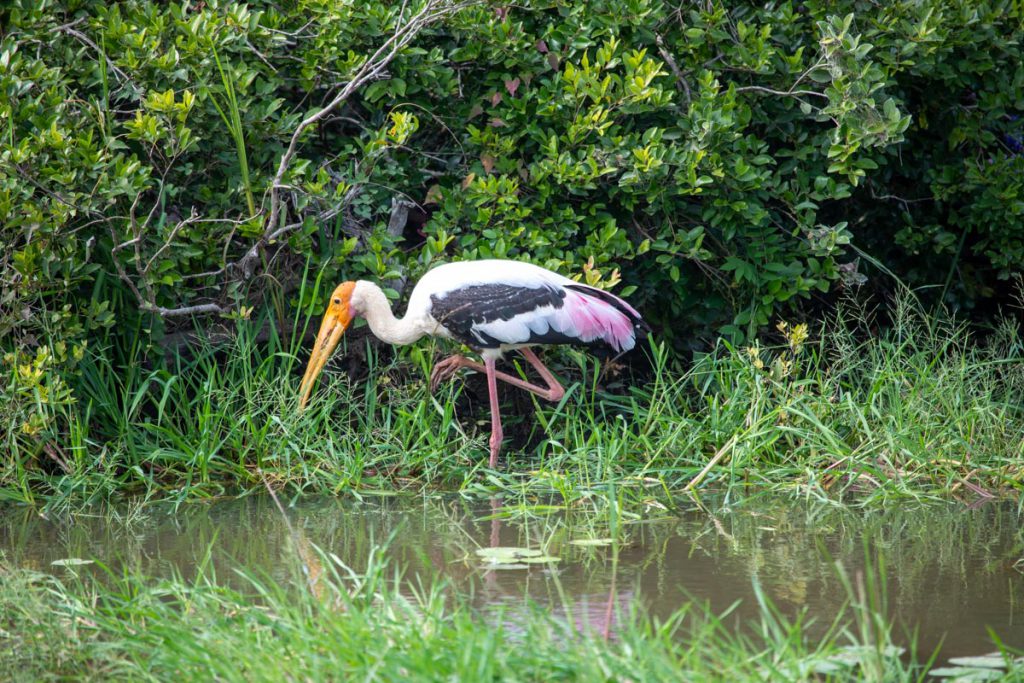 Sri Lanka, Yala national park (00:04:49) High-Quality Images & Videos The MCA Collection