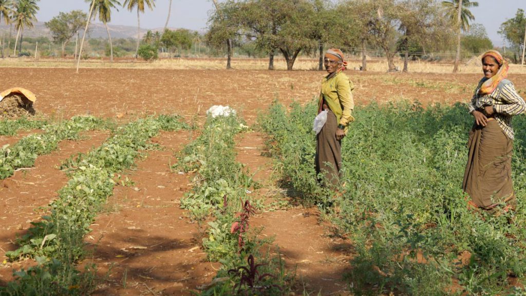 India, Karnataka – Traditional, Farmers work in a family farm High-Quality Images & Videos The MCA Collection