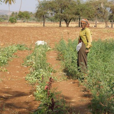 India, Karnataka - Traditional, Farmers work in a family farm