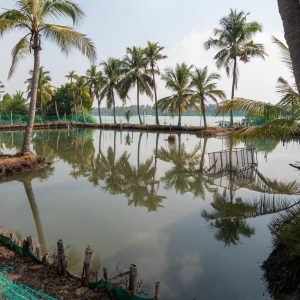 India, Kerala – Kochi -Traditional – Crab fishing in a cage High-Quality Images & Videos The MCA Collection