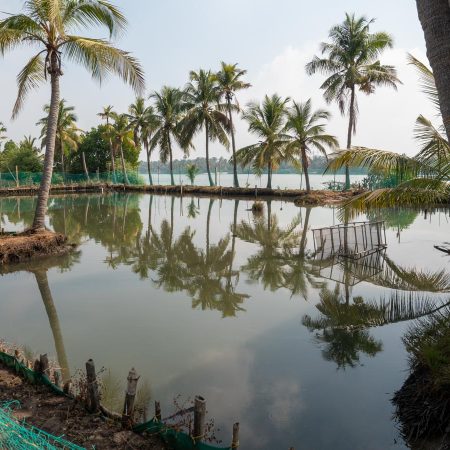 India, Kerala - Kochi -Traditional - Crab fishing in a cage