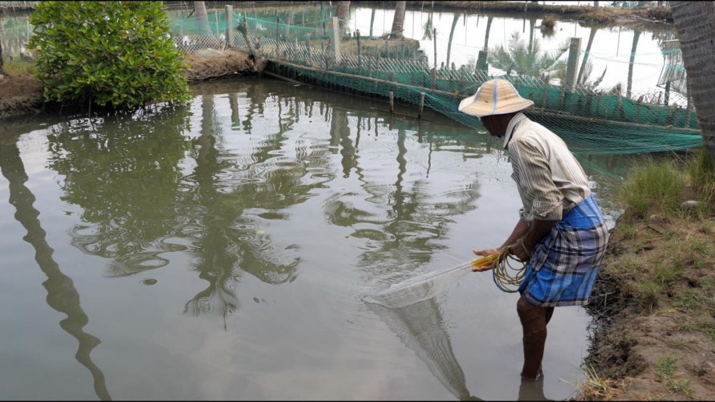 India, Kerala – Kochi -Traditional – Crab fishing in a net High-Quality Images & Videos The MCA Collection