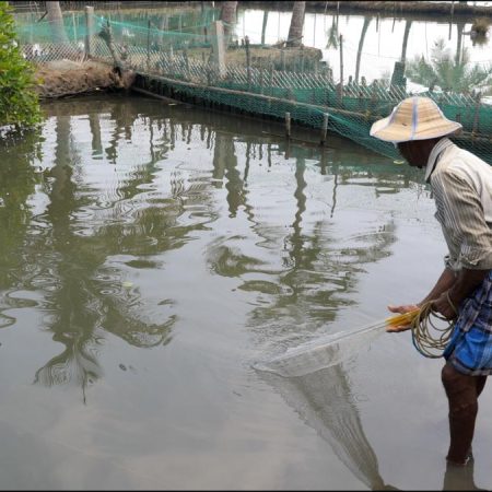 India, Kerala - Kochi -Traditional - Crab fishing in a net