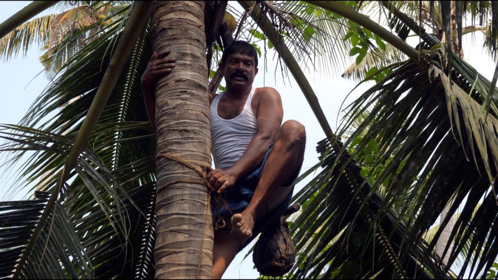 India, Kerala – Kochi -Traditional – Toddy tapping method in palm trees High-Quality Images & Videos The MCA Collection
