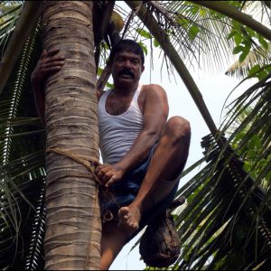 India, Kerala – Kochi -Traditional – Toddy tapping method in palm trees India, Kerala – Kochi -Traditional – Toddy tapping method in palm trees High-Quality Images & Videos The MCA Collection