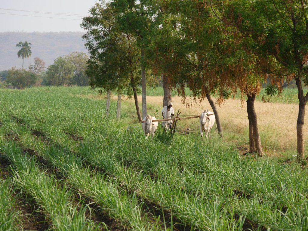 India, Kerla – Traditional – Field plowing High-Quality Images & Videos The MCA Collection