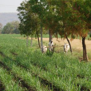 India, Kerla – Traditional – Field plowing High-Quality Images & Videos The MCA Collection