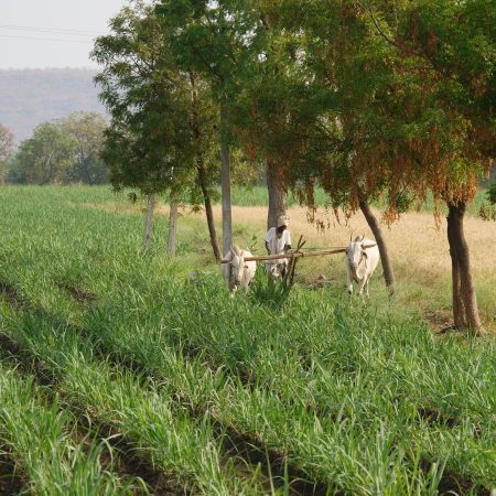 India, Kerla - Traditional - Field plowing