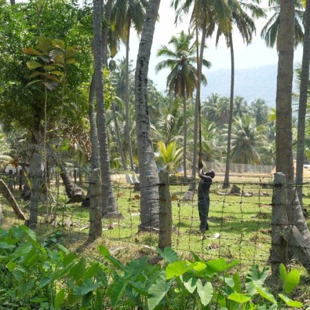 India, Tamil Nadu - Traditional - Collecting coconuts