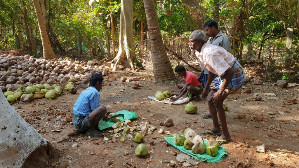 India, Tamil Nadu – Traditional – Peeling coconuts High-Quality Images & Videos The MCA Collection