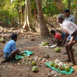 India, Tamil Nadu – Traditional – Peeling coconuts High-Quality Images & Videos The MCA Collection