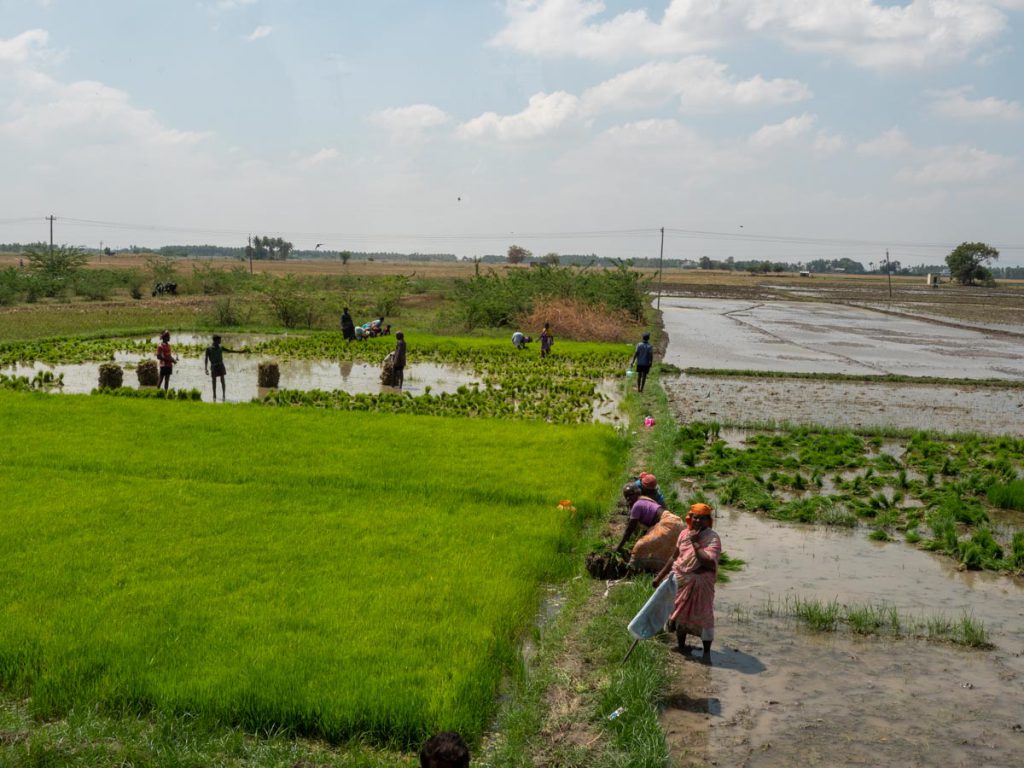 India, Tamil Nadu – Traditional – Workers in agriculture High-Quality Images & Videos The MCA Collection