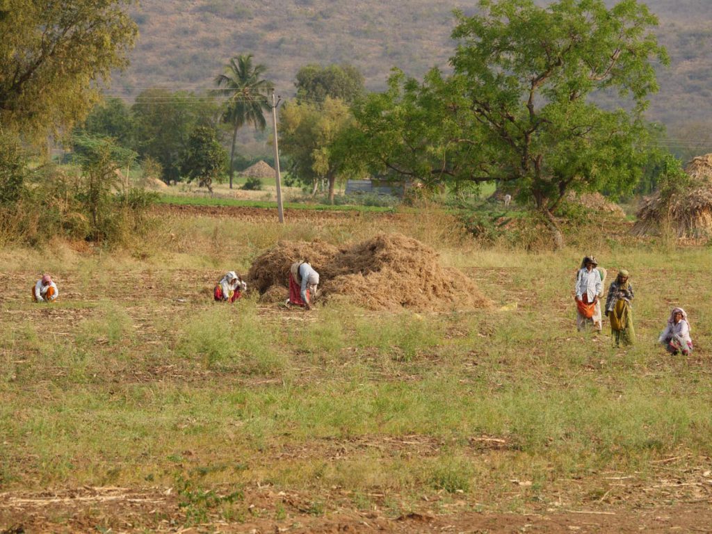 India, Tamil Nadu – Traditional – Workers in agriculture2 High-Quality Images & Videos The MCA Collection