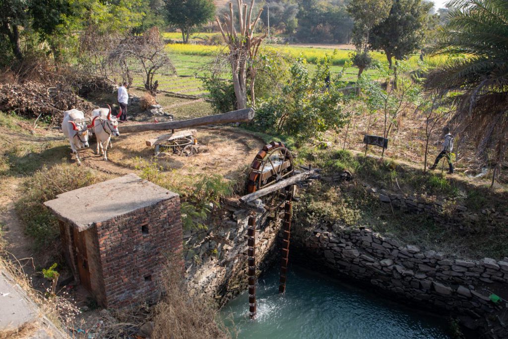 India, Uttar Pradesh – Traditional – Antilia well – raising water from a well with bulls High-Quality Images & Videos The MCA Collection