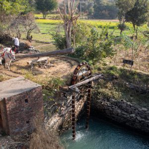 India, Uttar Pradesh – Traditional – Antilia well – raising water from a well with bulls High-Quality Images & Videos The MCA Collection