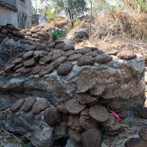 India, Uttar Pradesh – Traditional – “Dung Cakes” for heating High-Quality Images & Videos The MCA Collection