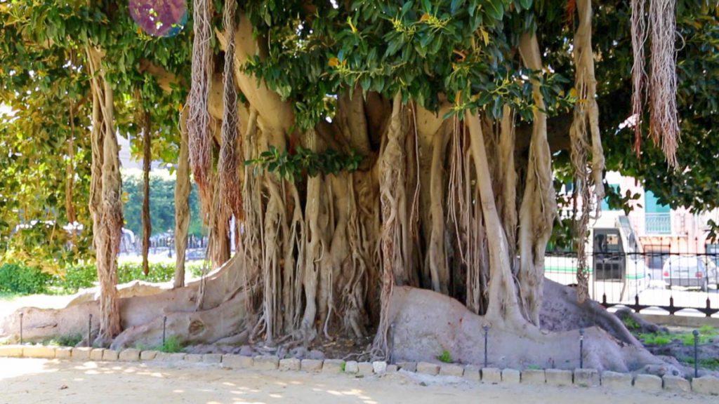 Italy, Sicily – Palermo, Garibaldi gardens High-Quality Images & Videos The MCA Collection