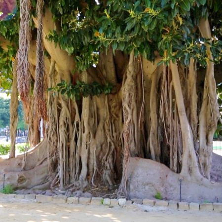 Italy, Sicily - Palermo, Garibaldi gardens