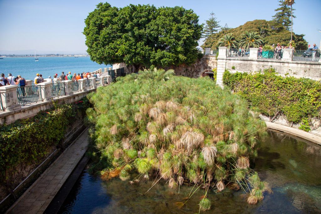 Italy, Sicily – Syracuse, Fountain of Arethusa (00:00:36) High-Quality Images & Videos The MCA Collection