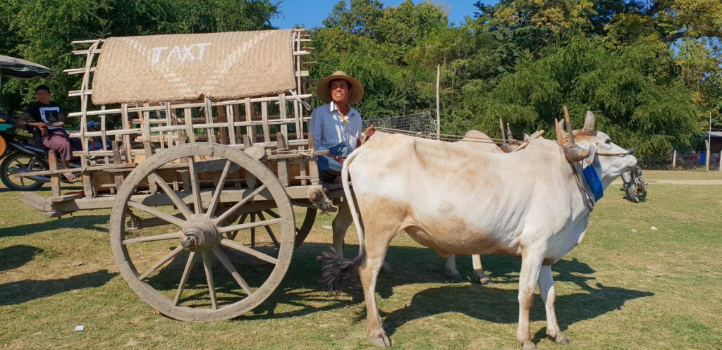 Myanmar, Mingun – traditional – Bull carts High-Quality Images & Videos The MCA Collection