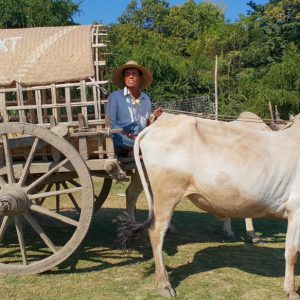 Myanmar, Mingun – traditional – Bull carts High-Quality Images & Videos The MCA Collection